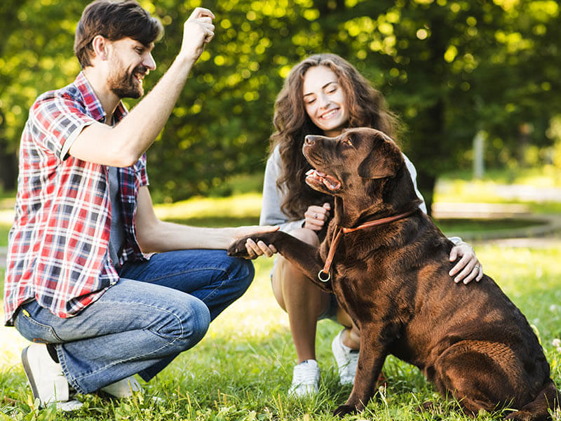 Collagen Supplements For Dogs: Why K9 Collagen Hip And Joint Support Stands Out Among The Rest?